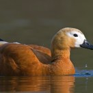 ruddy shelduck